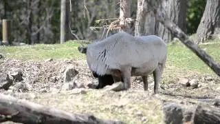 Zoo Ecomuseum - Naissance de deux b&eacute;b&eacute;s caribous des bois!