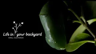 Life in your backyard // Lockdown Safari #atomoskeepcreating