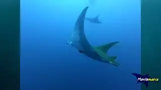 Mantamaria Dive Center Azores 2020