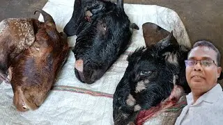 Goat head curry| goat head recipe| mundi recipe|मटन मुंडी बनाने का सबसे आसान तरीका#mundi