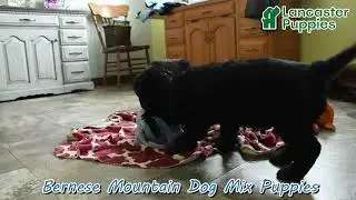 Handsome Bernese Mountain Dog Mix Puppies