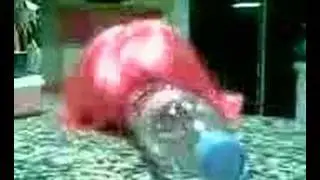 caniche rose