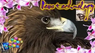 News Techcology -  Golden Eagles to be reintroduced in northern England
