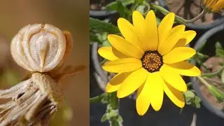 How to collect african daisy ( Dimorphotheca ) seeds | African Daisy