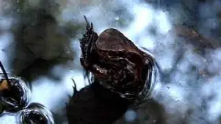 Cottonmouth (Agkistrodon piscivorus) eating a green frog (Rana clamitans)
