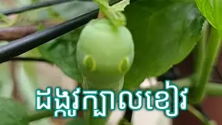 Worm a lot | Eating the vegetables, How should I do?
