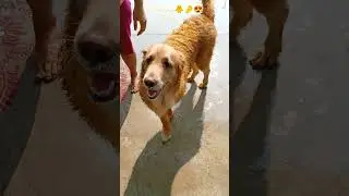 Day-4   mini vlog 💕    #minivlog #shortvideo #bollywood #song #viral #simba #explor