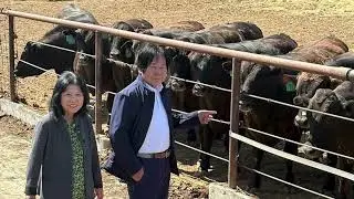 Kangen Wagyu&trade;: How Premium Cattle Are Raised on Kangen Water&reg;