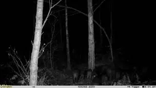 Group of Wildboars filmed by a Uovision Compact trail camera 2022-10-24