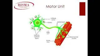 Level 2 Anatomy and Physiology - (Lesson 3) -  Muscles - Level 2 Fitness Instructing