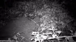 Badger on our wildcamera