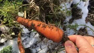 End of the Year Garden Tour!