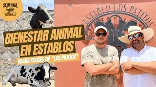 BIENESTAR ANIMAL: VACAS FELICES Y BUENA CRIANZA EN ESTABLO 