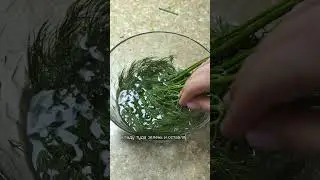 Всегда очищайте зелень после магазина!