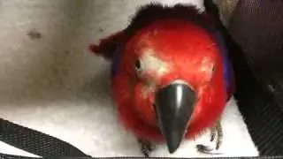 Eclectus in for feather plucking and for once not a mental disorder