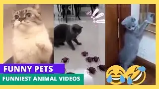 😂 Funniest Animal Videos 2024 🐾 (Funny Pets) - Смешные домашние животные 🐱🐶 #srassizzle