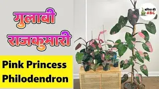 पिंक प्रिंसेस | गुलाबी राजकुमारी | Beautiful Pink Princess | All About Pink Princess Philodendron