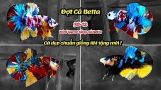 Đợt Cá Betta 30-12 Black Base Nemo, Multicolor Yellow Base, Multicolor Metalic hàng đẹp chuẩn giống!