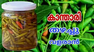 കാന്താരി തഴച്ചു വളരാൻ | Kanthari Mulak| Chilli Cultivation |Krishi Tips | Krishi Master