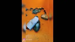 𝙍𝙀𝘿 𝘾𝙇𝘼𝙒 𝘾𝙍𝘼𝘽 🦀