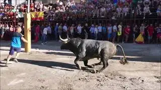 Tarde de TOROS AL ESTILO DE LA VERA en Fiestas del Tabaco y el Pimiento 2023 en Jaraíz de la Vera