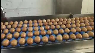 ZENYER 502A egg washing breaking machine 30000 eggs/hour