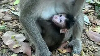 Mother Monkey & Baby Bonding (Heartwarming) 🇰🇭
