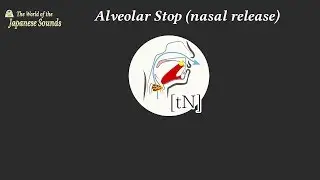 WJS_The speech sounds_Ⅵ-Teethridge (Alveolar ridge)_ⅴ.6.N.Alveolar Stop (nasal release)