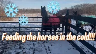 Feeding the Horses in the Cold!!