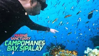 Freediving at Campomanes Marine Sanctuary Sipalay