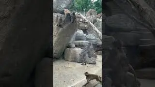 The Funny Monkey at Stuttgart Zoo 🇩🇪🇩🇪🙊🙈🐒🙉🐵