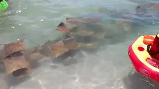 Stingrays Swarm The Beach