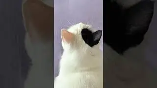 cute cat 🖤#terandig #music #remix #catvideos