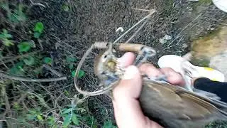 chasser la grive en kabylie///(صيد الطيور المهاجرة (المرقو