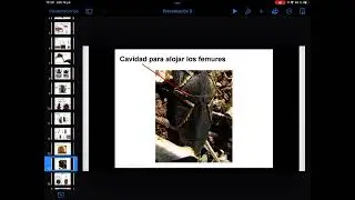 Coleoptera Adephaga y Poliphaga