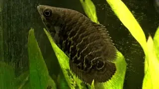 Ctenopoma ocellatum (7 months old)
