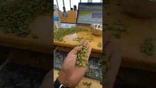 Cardamom auction 😱