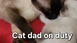Cat dad doing unbelievable things