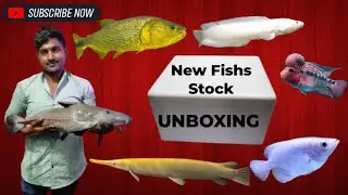NEW YEAR'S 1ST EXOTIC UNBOXING FISHES