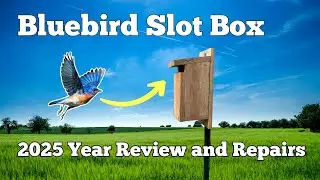 Bluebird Slot Box 2025 Review and repairs