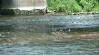 Sewage in Goshen River
