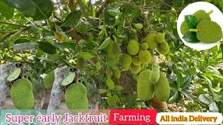 Vietnam Famous Early jackfruit || All Season fruiting ||Plant Available wholesale price ||