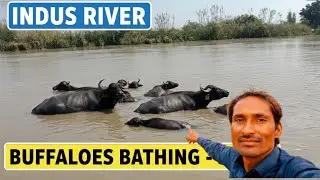 Indus River water in Sindh Nara canal | buffalos bathing in water | hindu vlogs