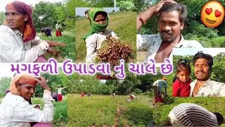Groundnut Export | ઉપાડવા નું ચાલે છે | New Vlog / Aadivasi - 2025
