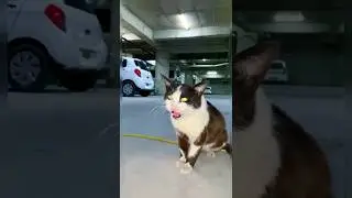 street cat meowing 😺😻|| cat sound || #shorts #cat #catsound #cutykitty