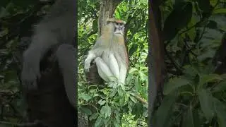 紅猴Patas Monkey/Taipei Zoo