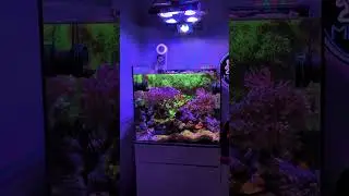 Best Nano Reef Tank Ever! | X4 LED Lit