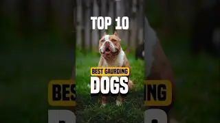 Top 10 Best Gaurding Dogs | Muthu's Top 10 #top10 #dogs #dogbreeds #ytshorts #viralshorts