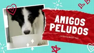 &iexcl;Amigos peludos!