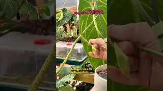 Опыление антуриума - #растения #комнатныерастения #комнатныерастения #редкиерастения #антуриум #у...